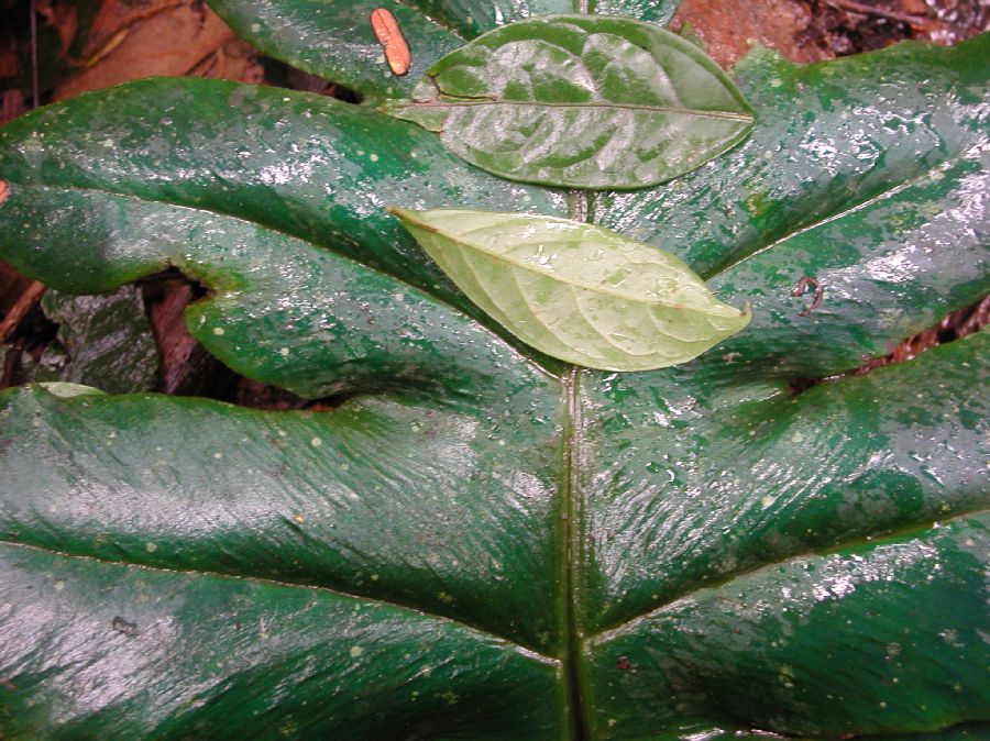 Athyriaceae Diplazium pinnatifidum