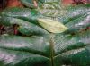 image of Diplazium pinnatifidum