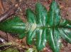 image of Diplazium pinnatifidum