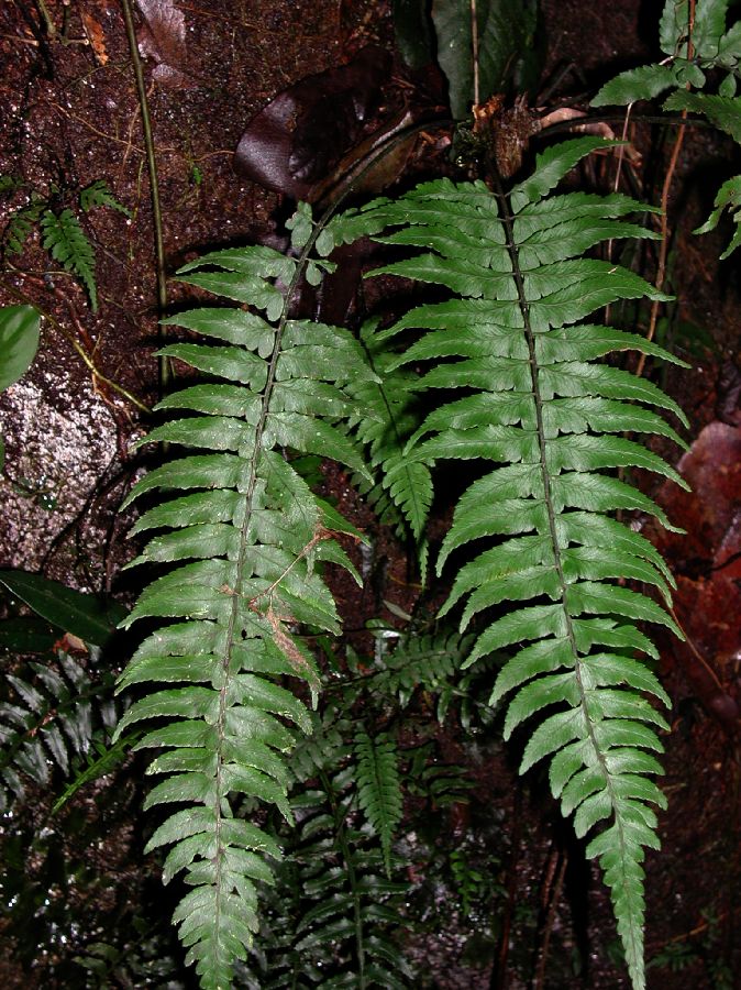 Athyriaceae Diplazium bonbonasae