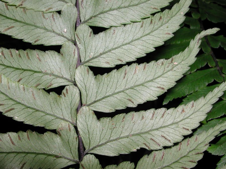 Athyriaceae Diplazium bonbonasae