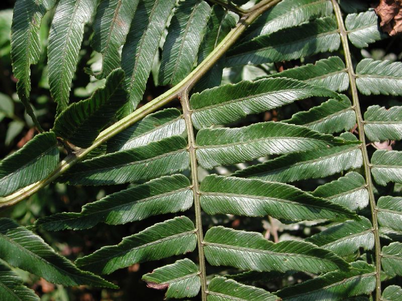 Athyriaceae Diplazium venulosum