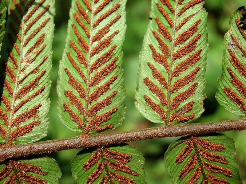 Athyriaceae Diplazium venulosum