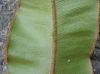 image of Elaphoglossum argyrophyllum