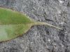 image of Elaphoglossum argyrophyllum