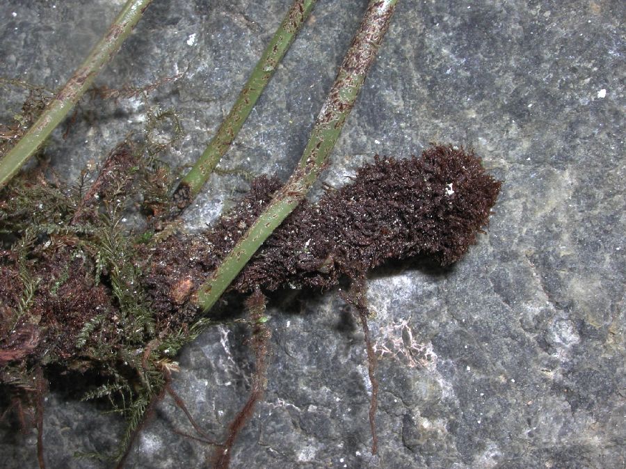 Dryopteridaceae Elaphoglossum argyrophyllum
