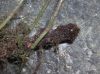 image of Elaphoglossum argyrophyllum