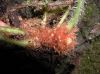 image of Elaphoglossum auricomum
