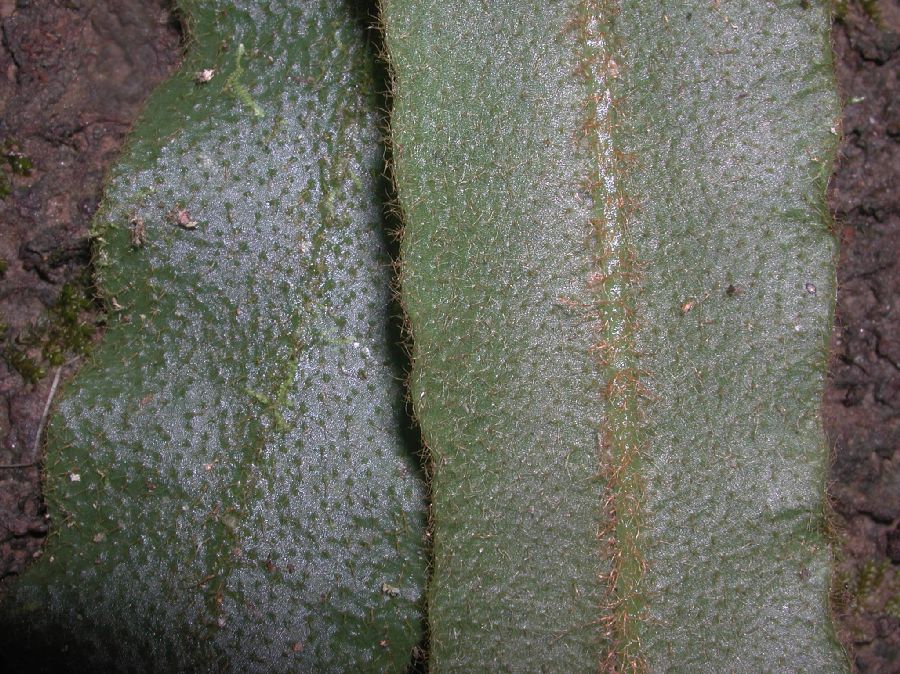Dryopteridaceae Elaphoglossum auricomum