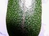 image of Elaphoglossum blandum