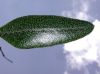 image of Elaphoglossum blandum