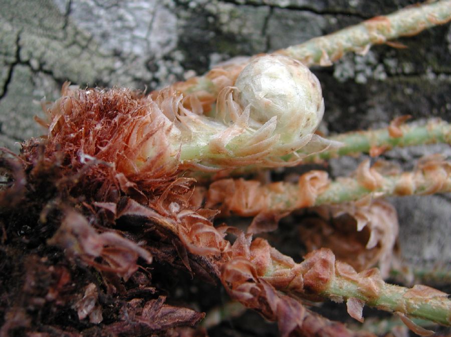 Dryopteridaceae Elaphoglossum blandum