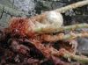 image of Elaphoglossum blandum
