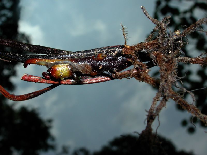 Dryopteridaceae Elaphoglossum ciliatum