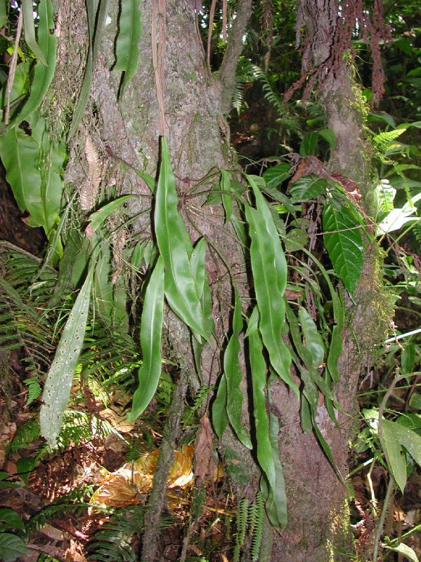 Dryopteridaceae Elaphoglossum erinaceum