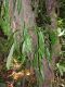 image of Elaphoglossum erinaceum