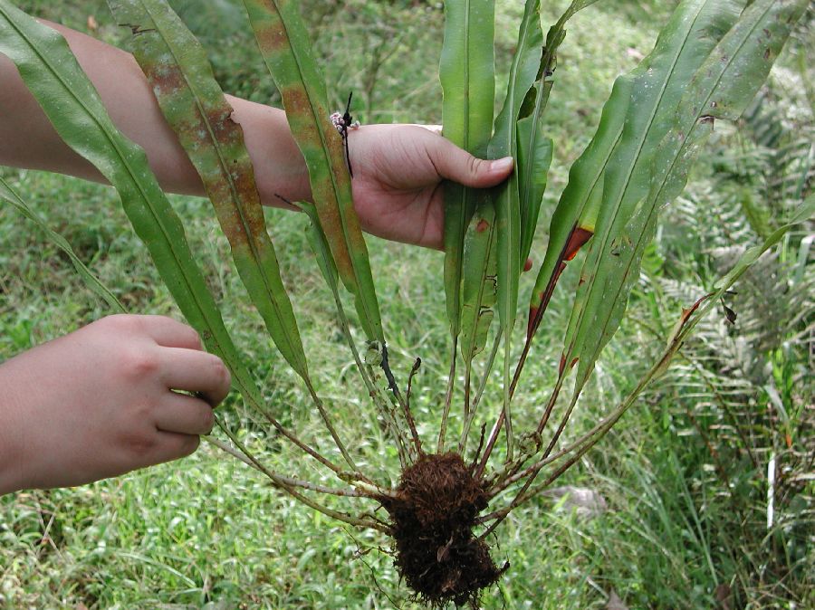 Dryopteridaceae Elaphoglossum 