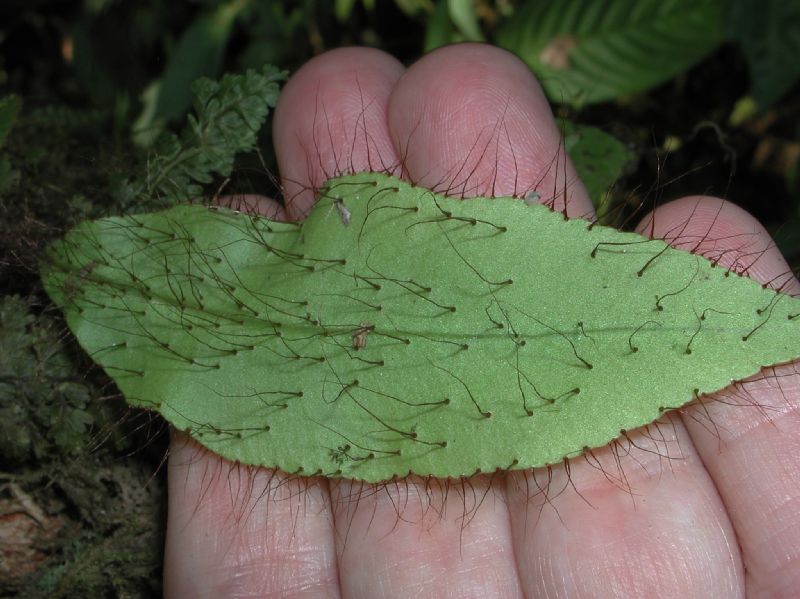 Dryopteridaceae Elaphoglossum aff erinaceum