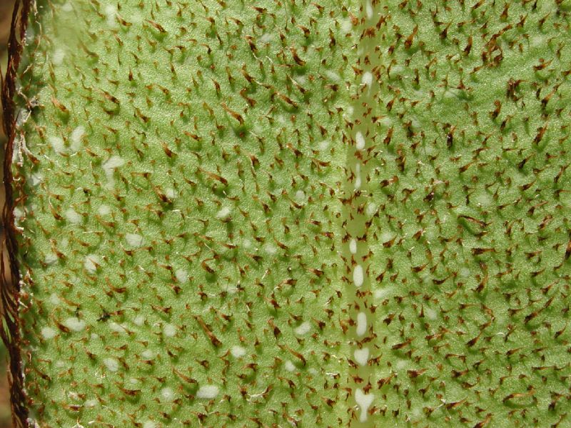 Dryopteridaceae Elaphoglossum albescens