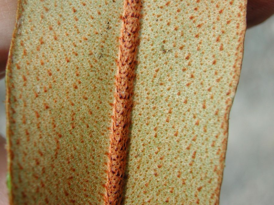 Dryopteridaceae Elaphoglossum argyrophyllum