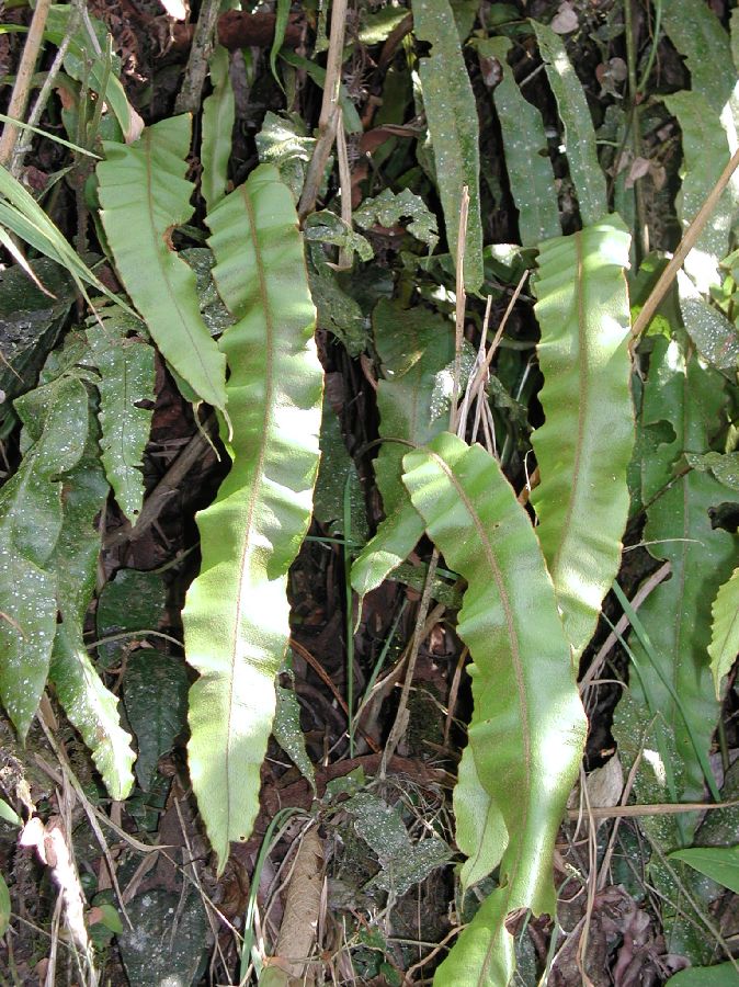 Dryopteridaceae Elaphoglossum argyrophyllum