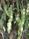 image of Elaphoglossum argyrophyllum