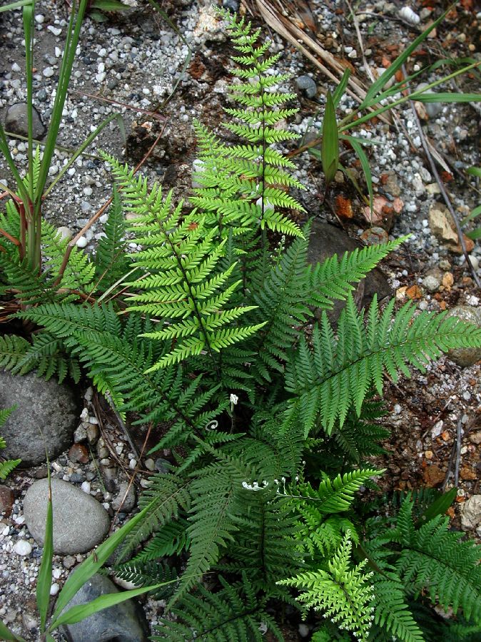 Pteridaceae Pityrogramma calomelanos