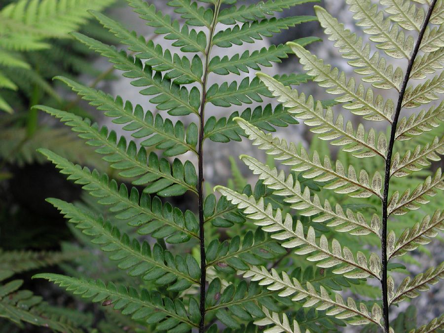 Pteridaceae Pityrogramma calomelanos