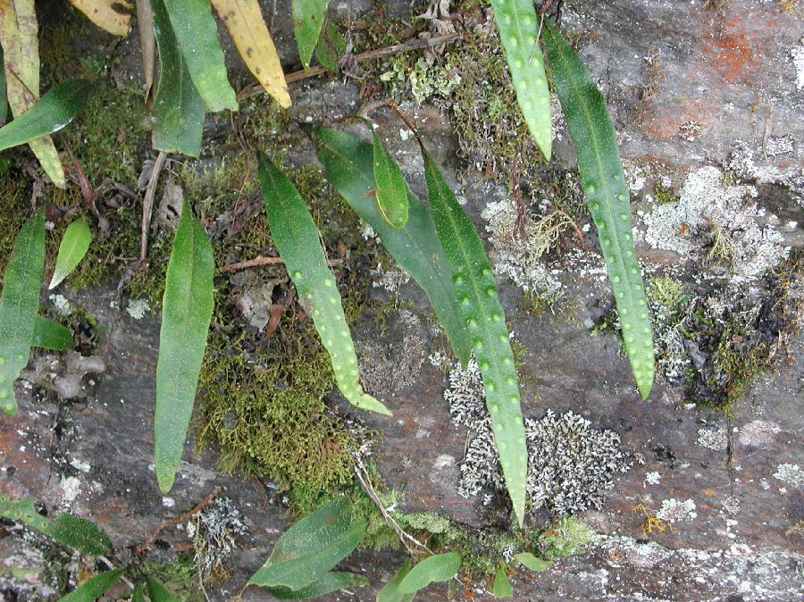 Polypodiaceae Pleopeltis macrocarpa