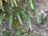 image of Pleopeltis macrocarpa