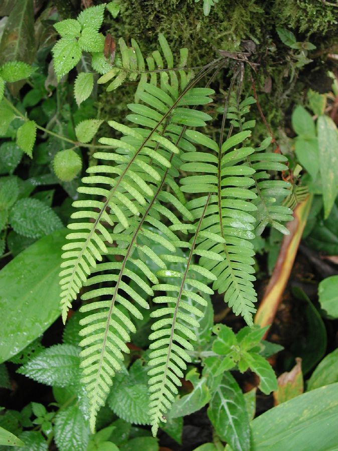 Polypodiaceae Pleopeltis remota