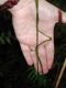 image of Selaginella exaltata