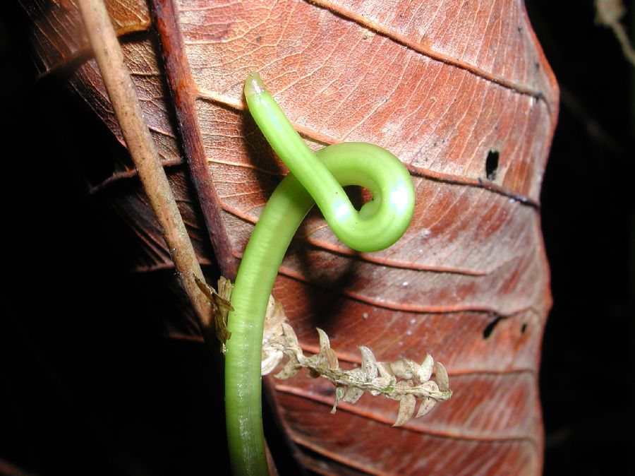 Selaginellaceae Selaginella exaltata