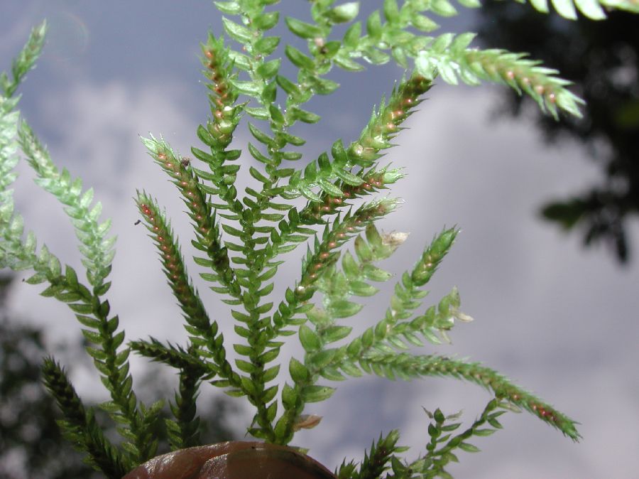 Selaginellaceae Selaginella novaehollandiae