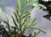 image of Selaginella novaehollandiae