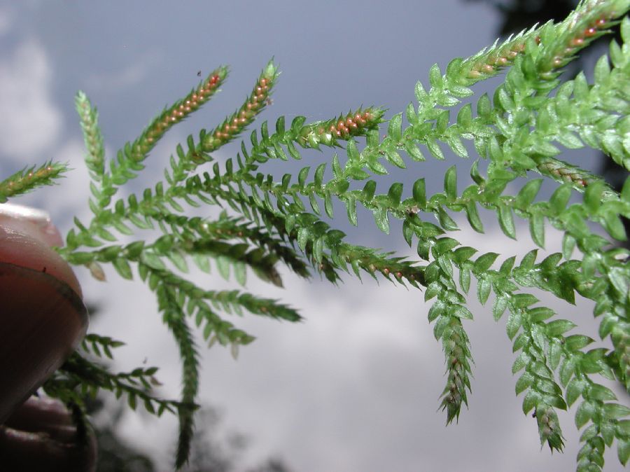 Selaginellaceae Selaginella novaehollandiae