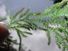 image of Selaginella novaehollandiae