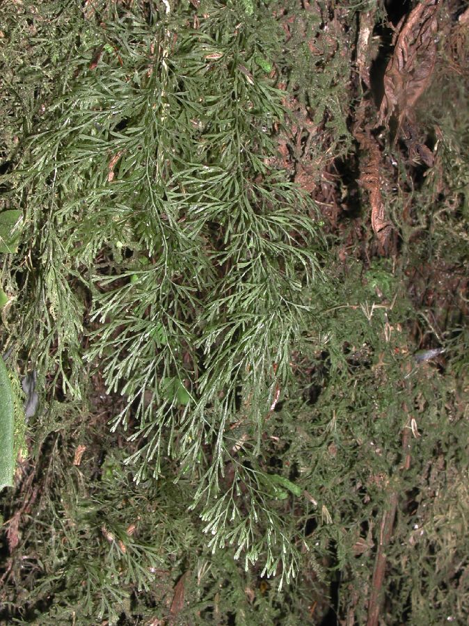 Hymenophyllaceae Polyphlebium angustum