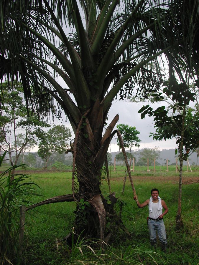 Arecaceae Mauritia flexuosa