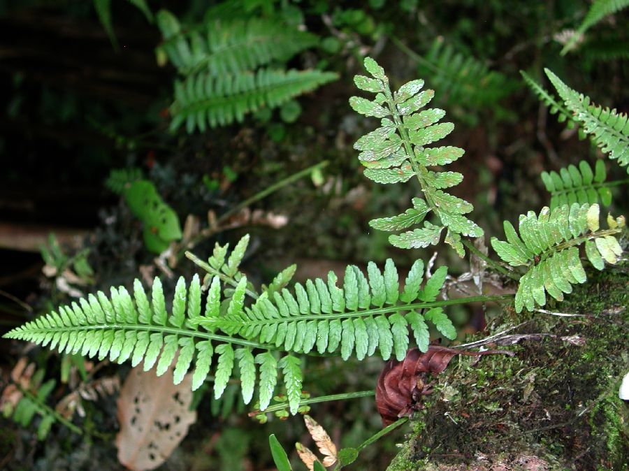 Aspleniaceae Asplenium auritum