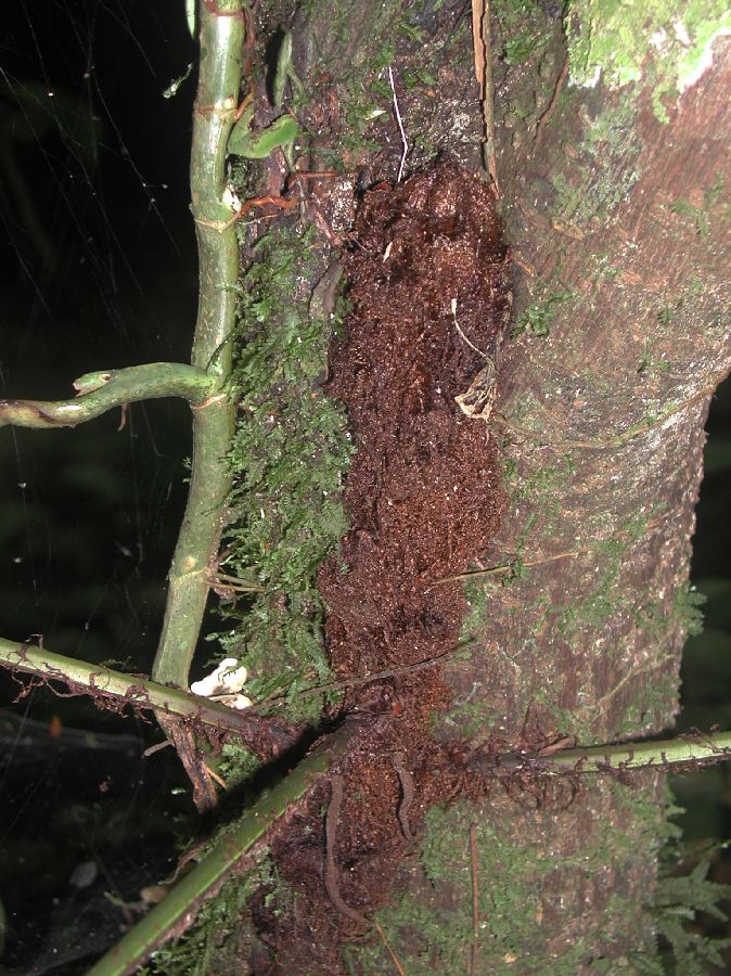 Lomariopsidaceae Mickelia lindigii