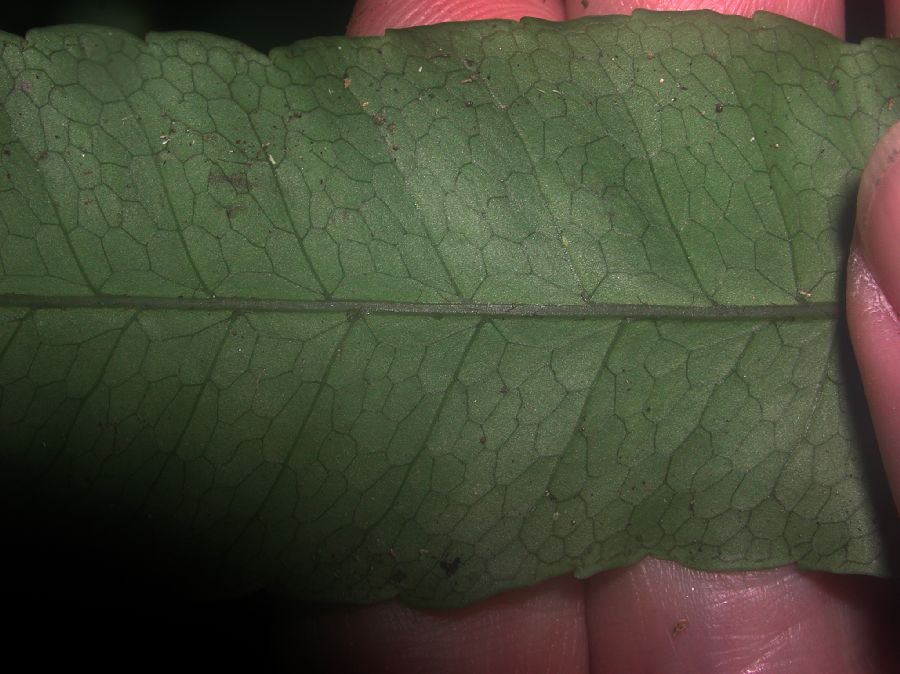 Lomariopsidaceae Mickelia lindigii