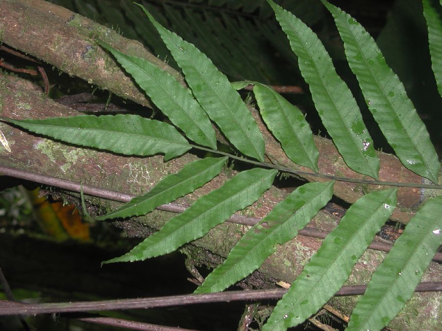 Lomariopsidaceae Mickelia lindigii