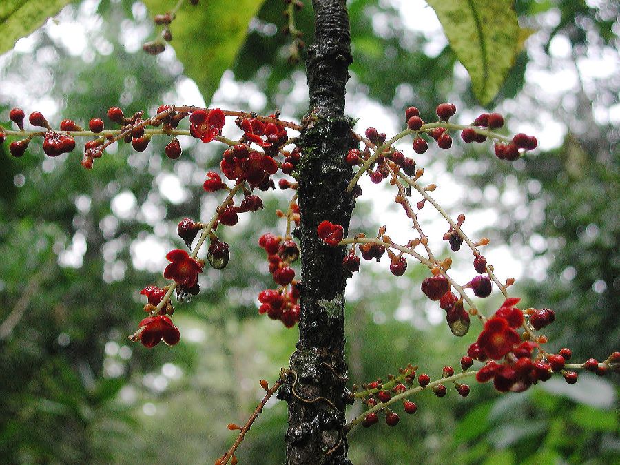 Primulaceae Clavija procera