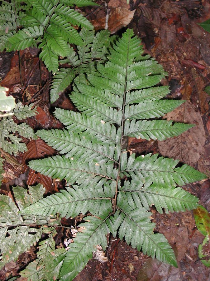 Dryopteridaceae Cyclodium trianae