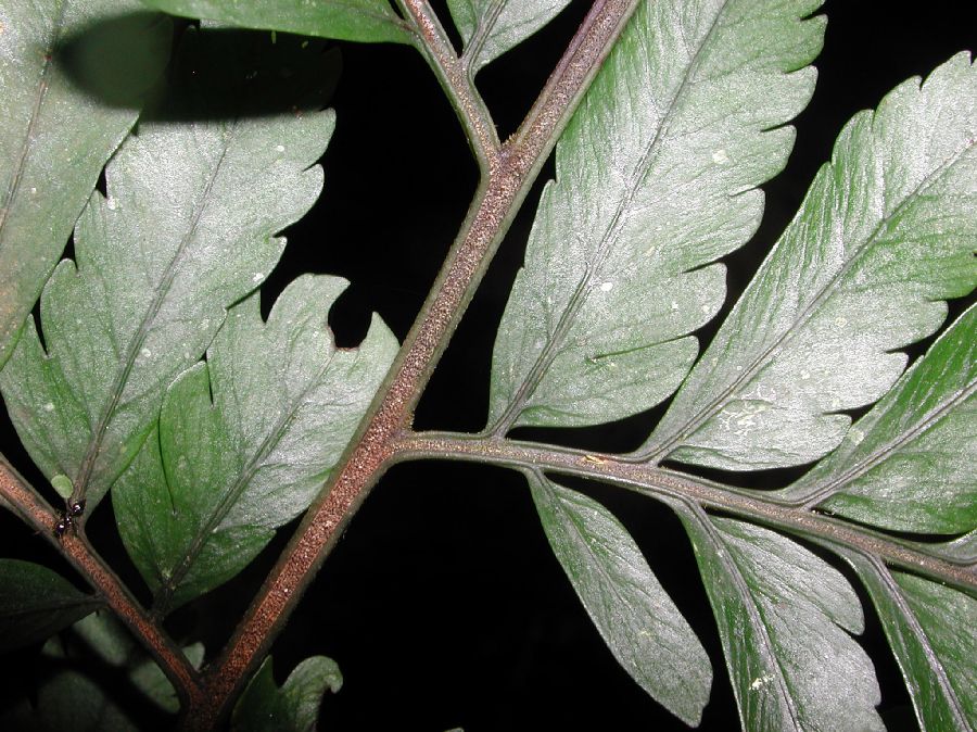 Dryopteridaceae Cyclodium trianae
