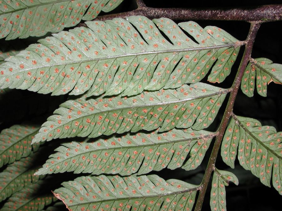 Dryopteridaceae Cyclodium trianae