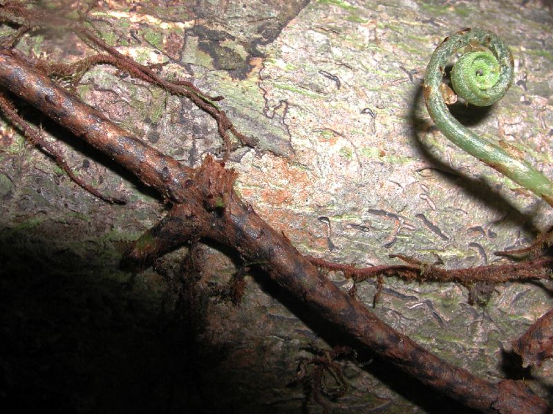 Dryopteridaceae Elaphoglossum 