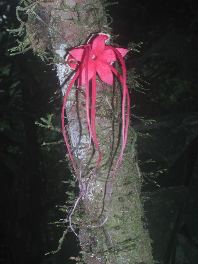 Byttneriaceae Herrania 