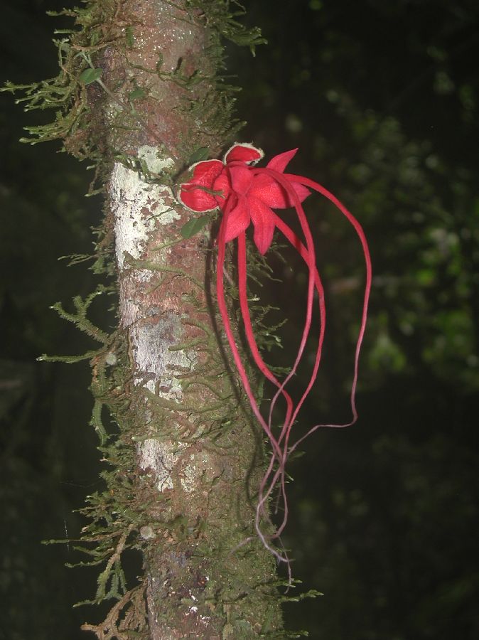 Byttneriaceae Herrania 